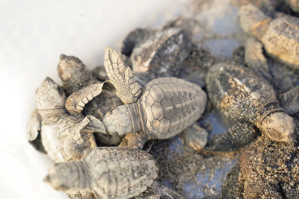 2026 Feb 10 600 am SUZUKI 5 TNPH