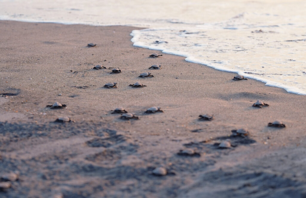 2026 Feb 10 600 am SUZUKI 9 TNPH