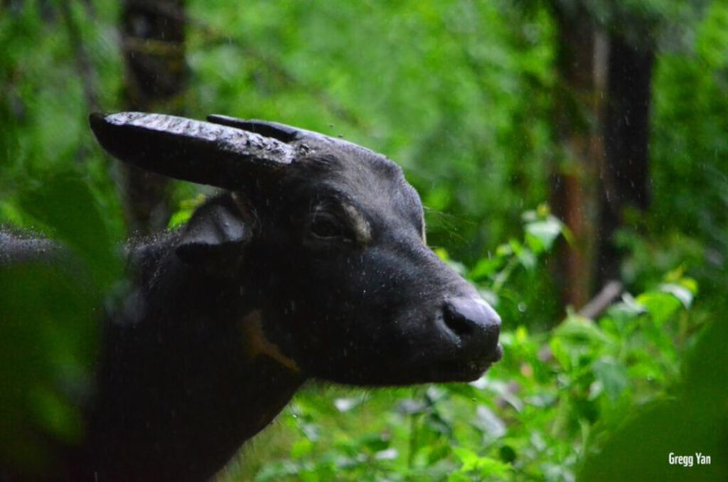 Toyota PH Tamaraw conservation Mindoro 4